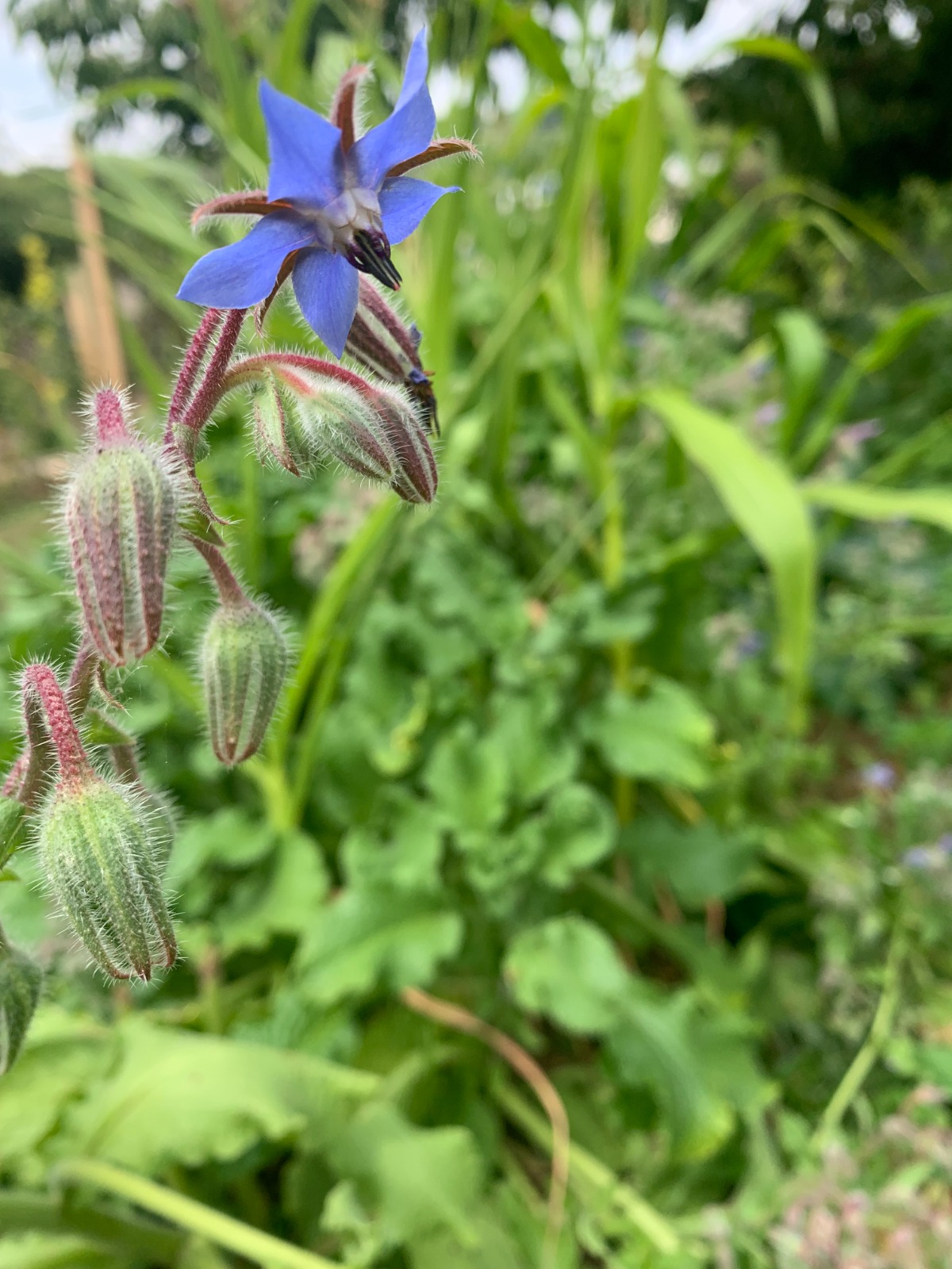 entretien-jardin