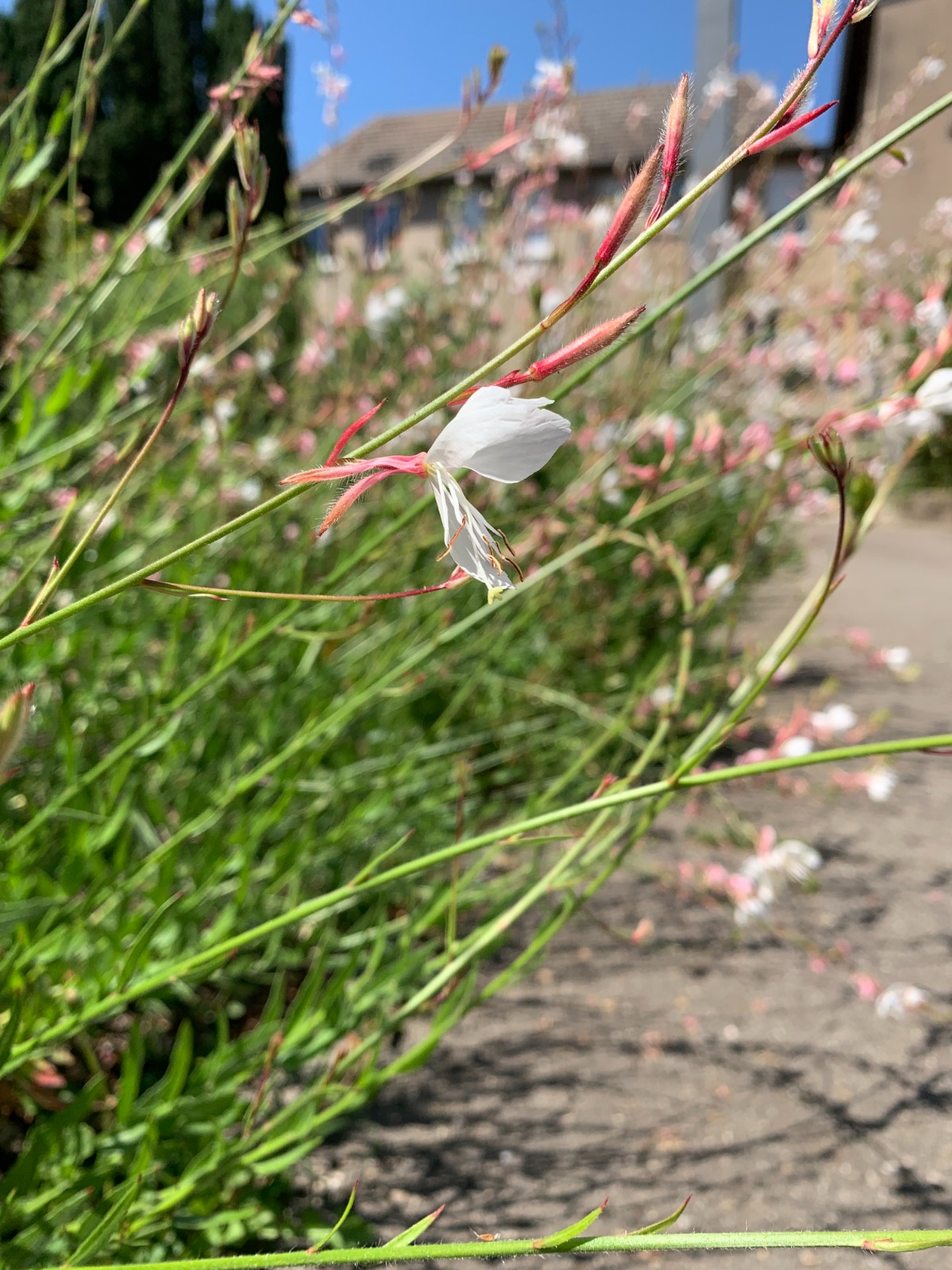 entretien-espace-vert-fleur