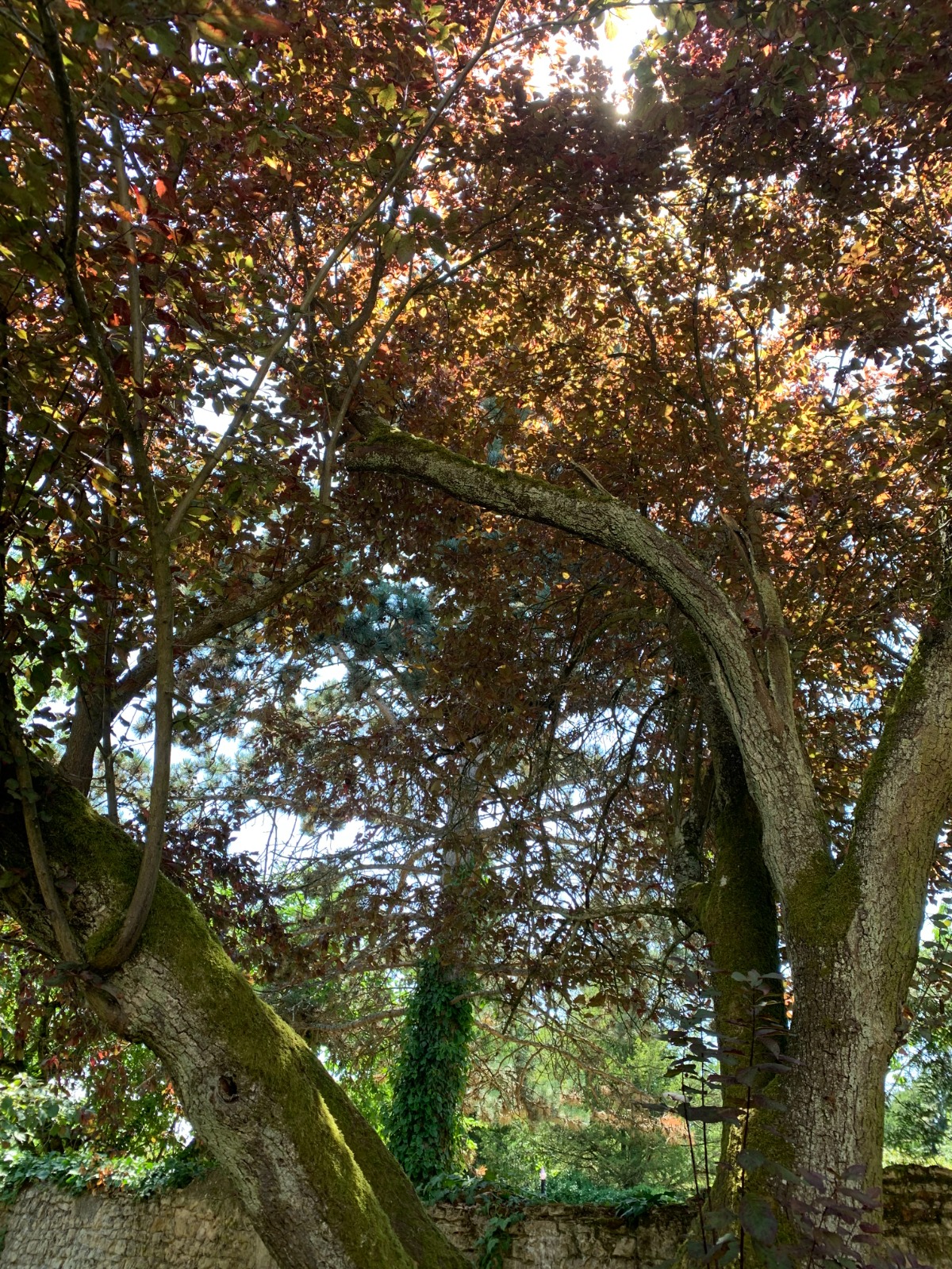 entretien-espace-vert-arbre